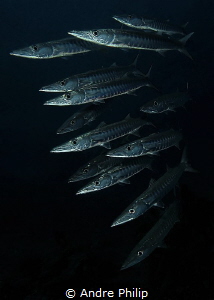 Mystic close encounter with a school of barracudas by Andre Philip 